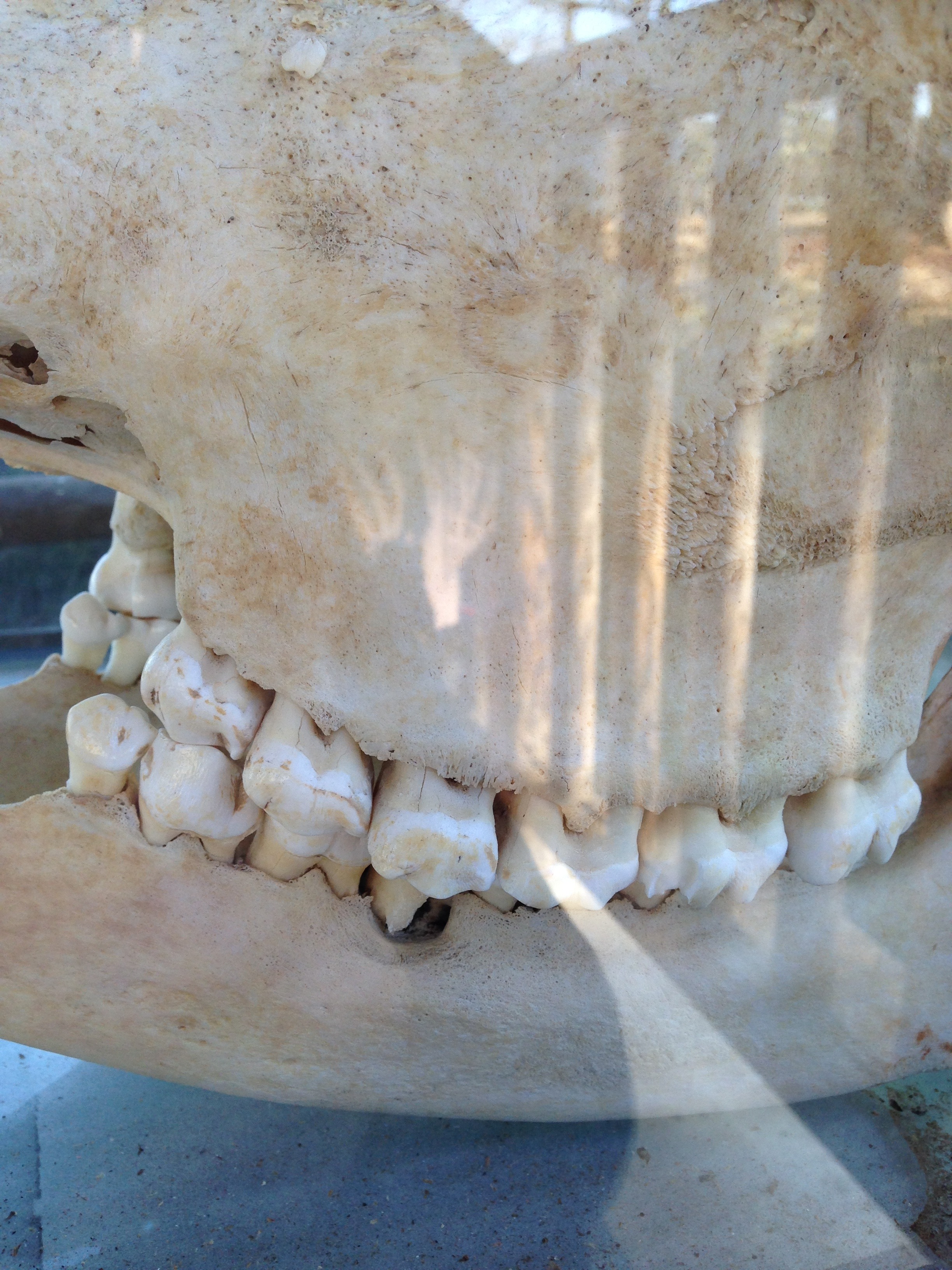 キリンの歯