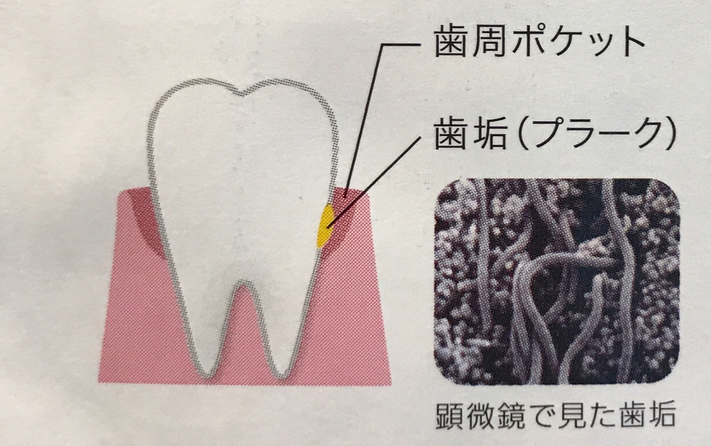 八木歯科